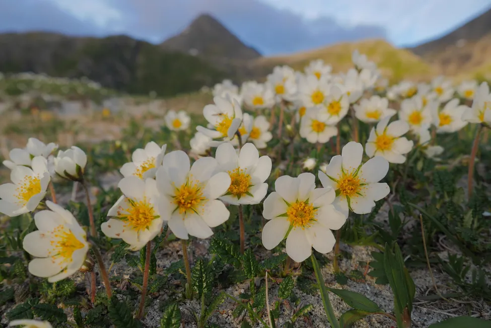 Klicka för att förstora