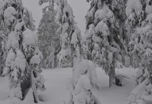 OS i Sotji Vs Gyllbergen