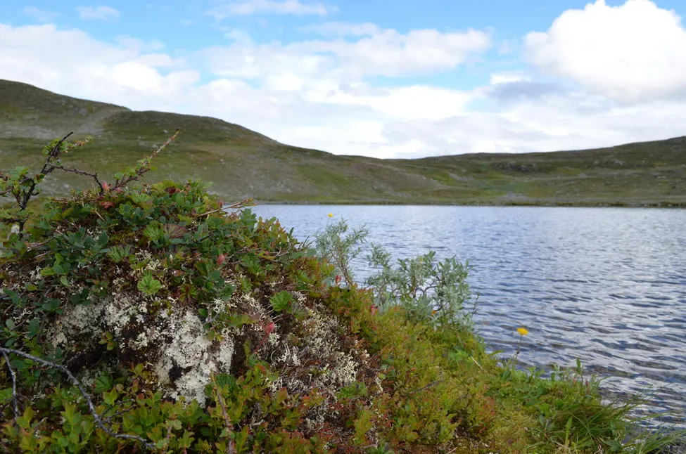 Klicka för att förstora