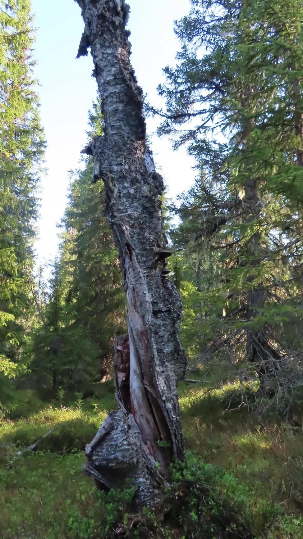 Klicka för att förstora