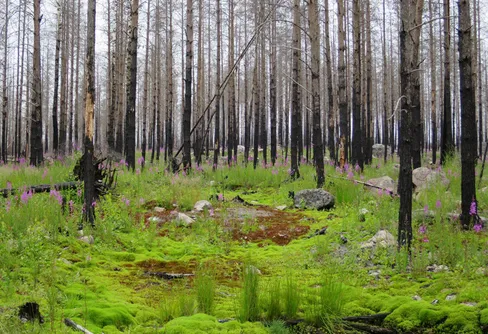 Hälleskogsbrännans naturreservat i Västmanland