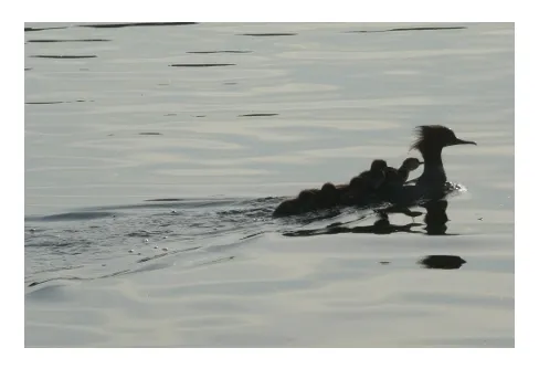 Premiär tur med båten.