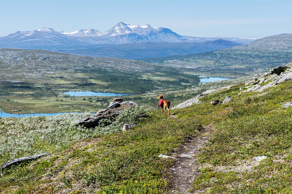 Klicka för att förstora