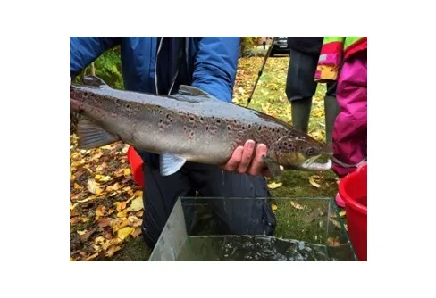 Felsimmande lax förklarar nytt laxbestånd i Vege å