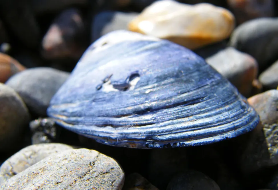 Klicka för att förstora