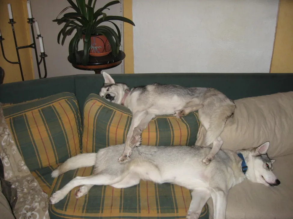 Klicka för att förstora