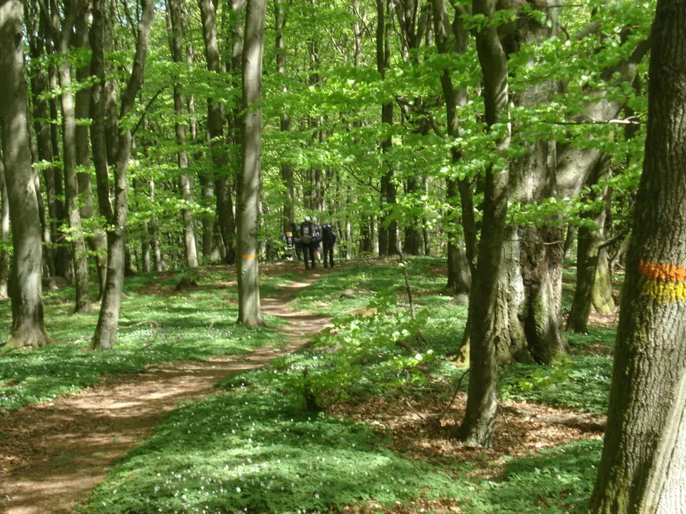 Klicka för att förstora