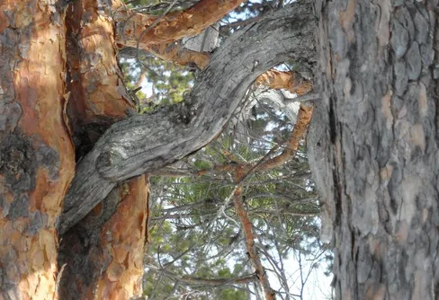 De norrländska tallarnas förökning. Ett senkommet komplement till arkiatern Carl Linnaei (adl von Linné) unika arbete.