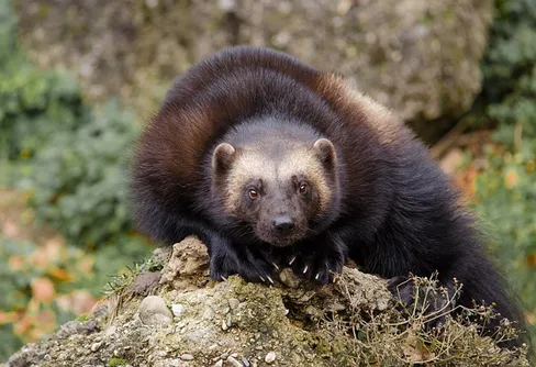 Den svenska järvstammen växer