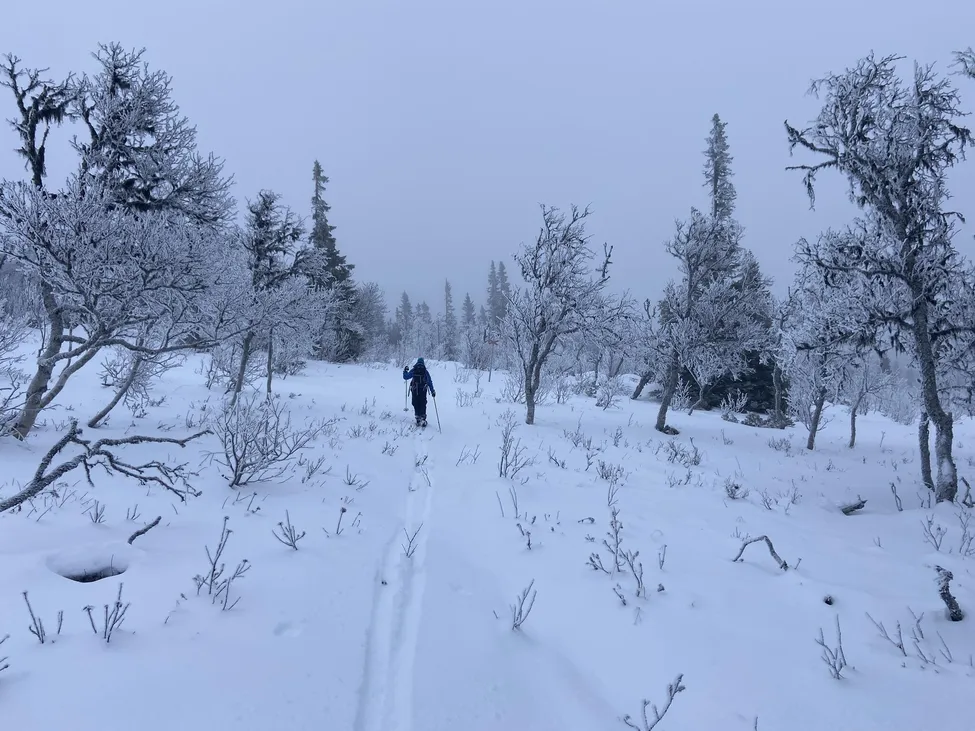 Klicka för att förstora