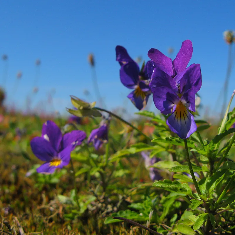 Klicka för att förstora