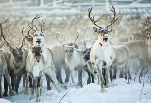 Ny samisk temapark i Funäsfjällen