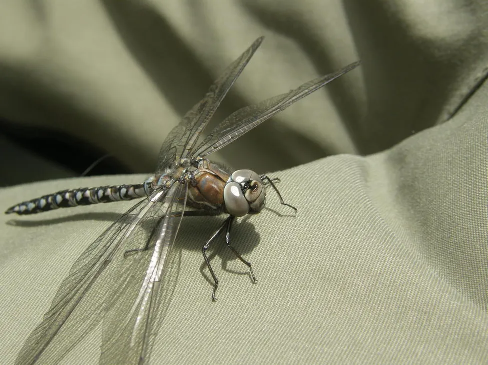 Klicka för att förstora