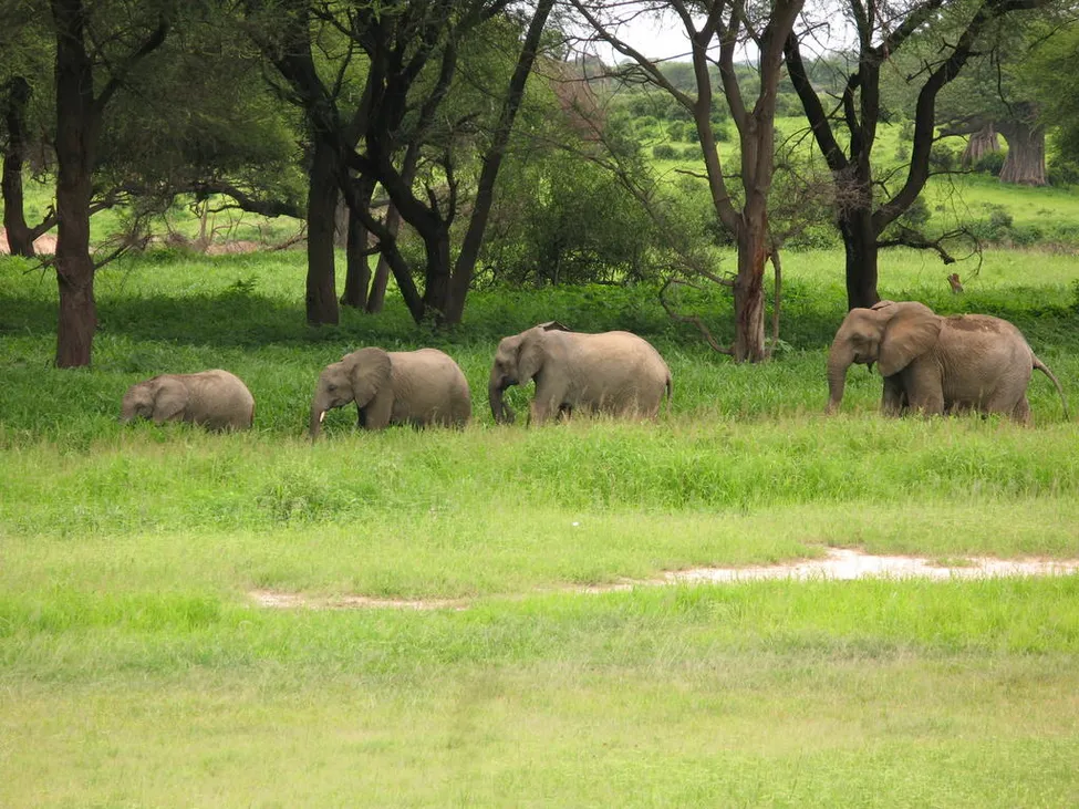 Klicka för att förstora