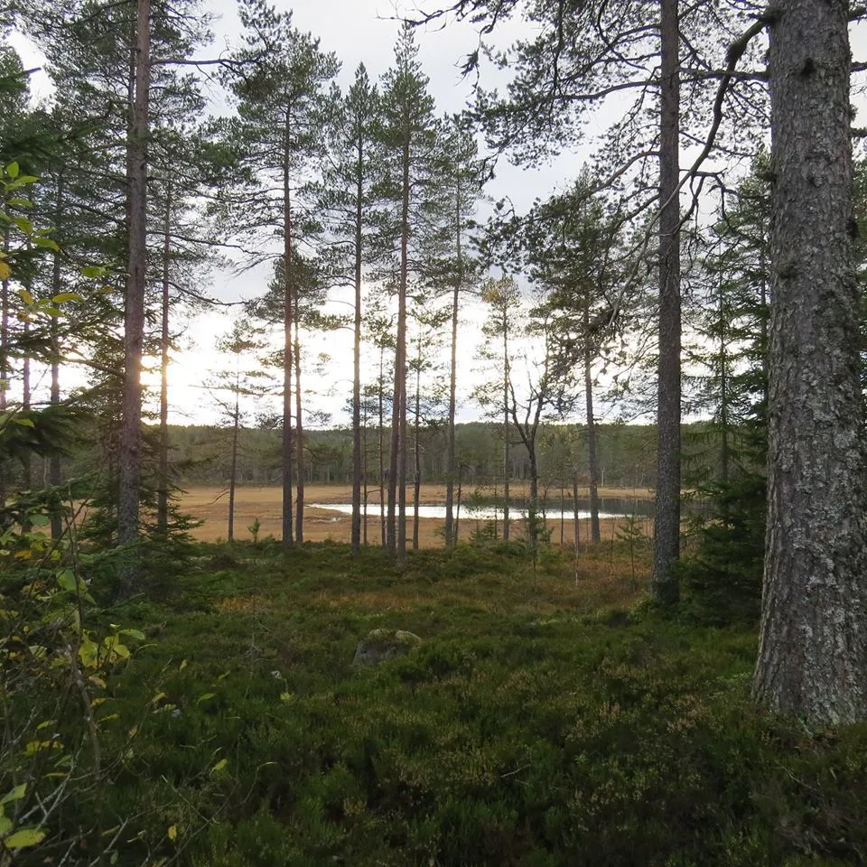 Klicka för att förstora