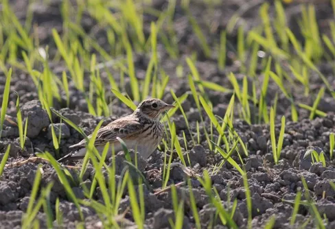 Nu vänder vi trenden för den svenska sånglärkan