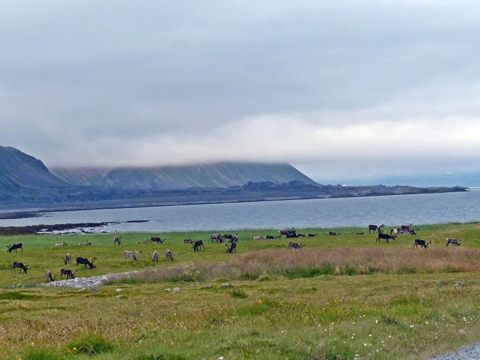 Klicka för att förstora