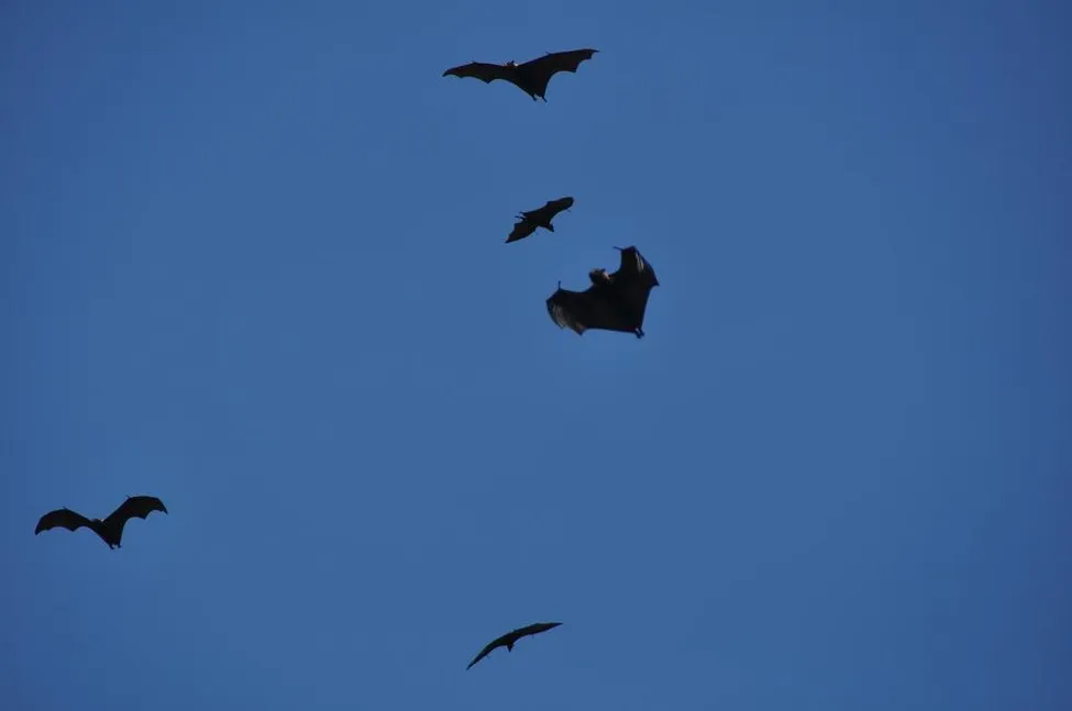 Klicka för att förstora