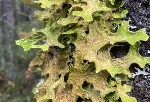 Rädda den riktiga skogen!