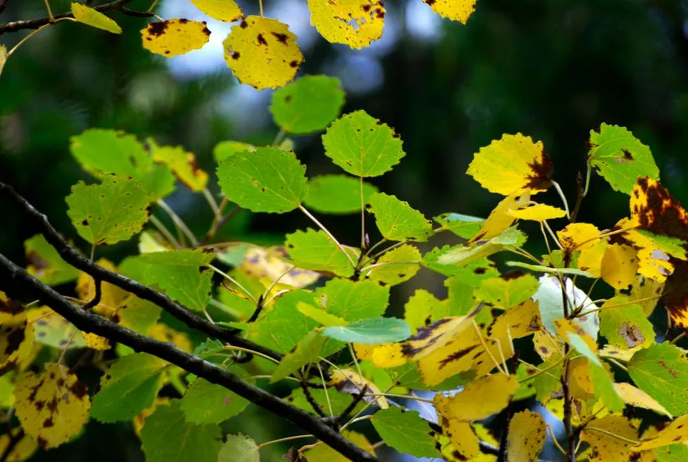 Klicka för att förstora
