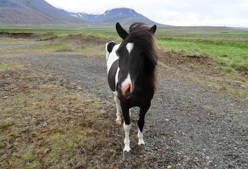 Island - mer än väntat