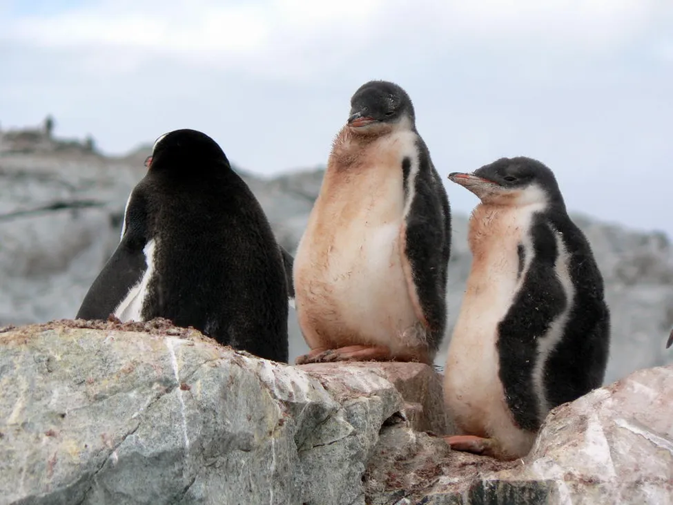 Klicka för att förstora