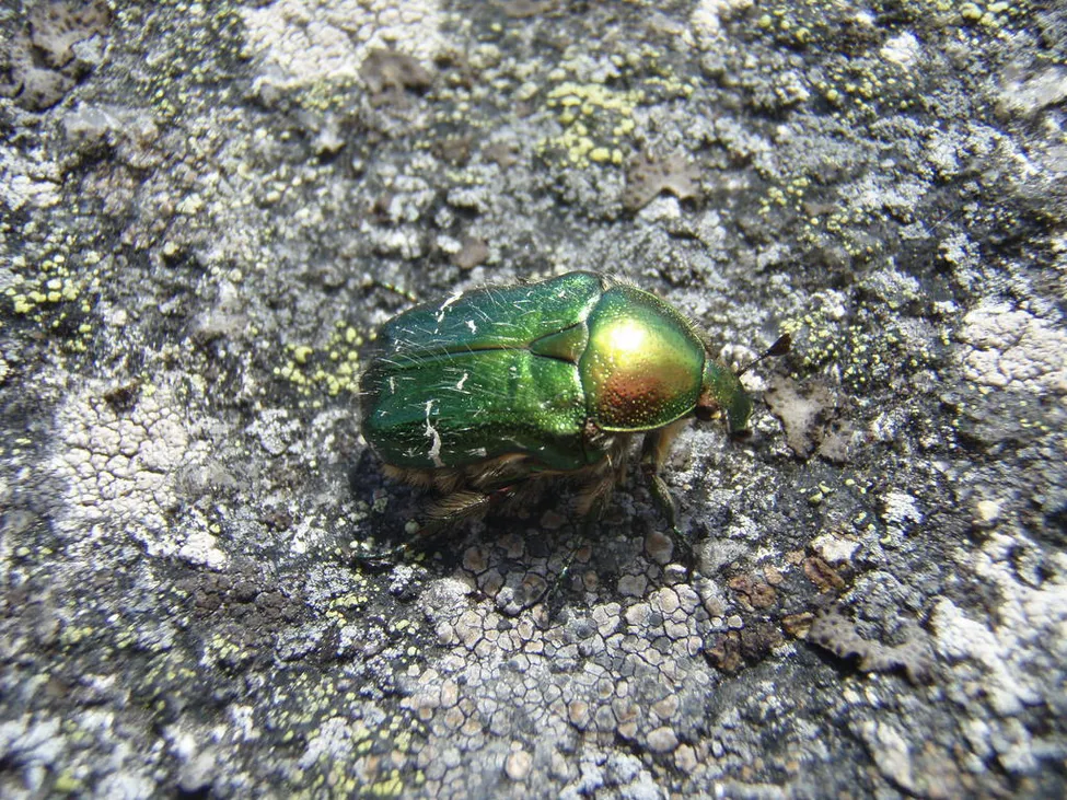 Klicka för att förstora