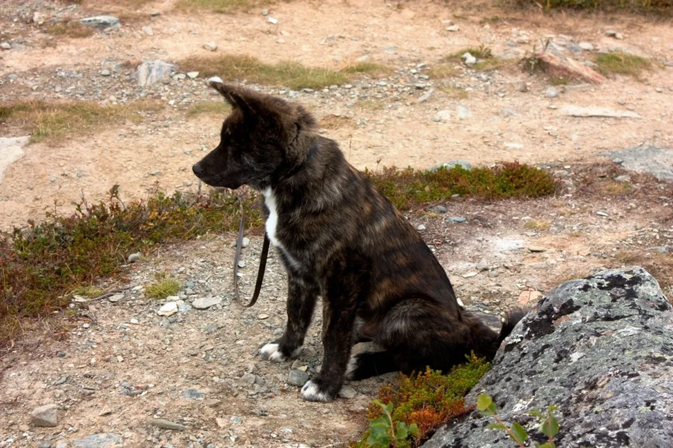 Klicka för att förstora