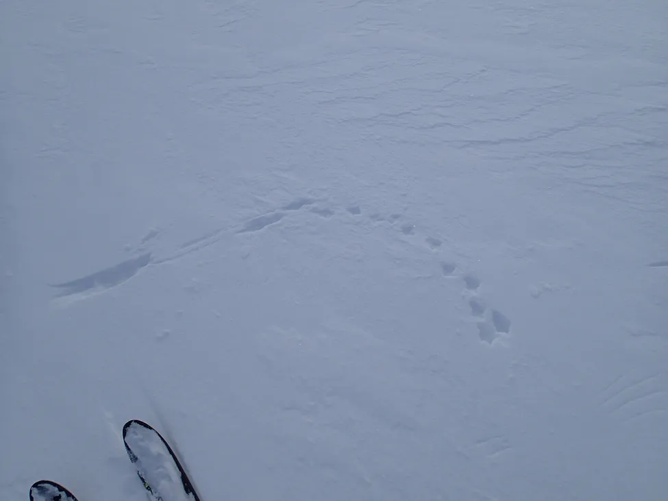 Klicka för att förstora