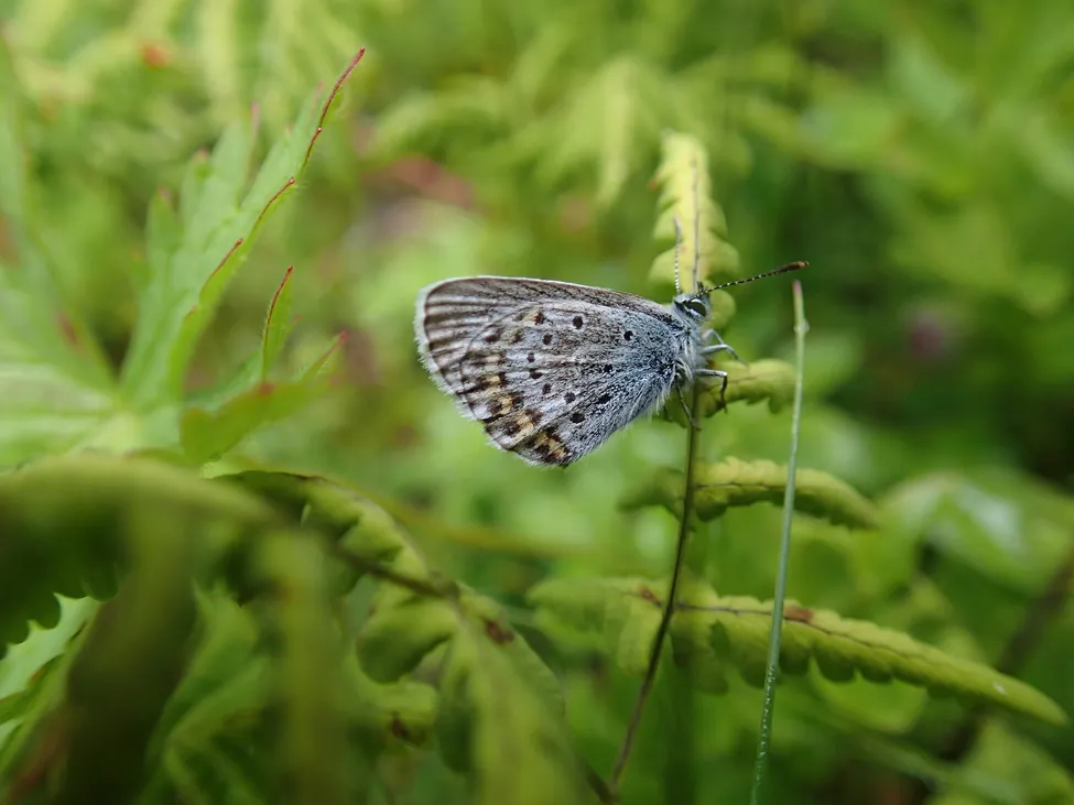 Klicka för att förstora