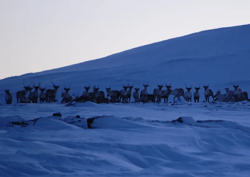 Klicka för att förstora