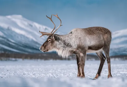 TV-tips: Kebnekaise - åtta årstider