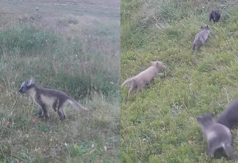 Bra valpsommar för fjällräven