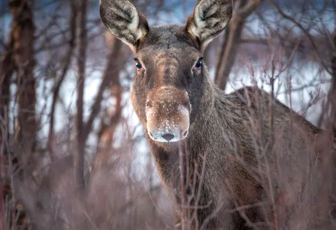 SLU sprider kunskap under älgvandringen