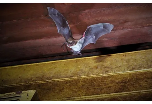 Ny fladdermusart upptäckt i Västerbotten