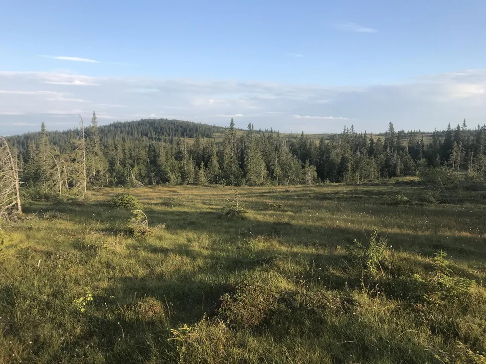 Klicka för att förstora