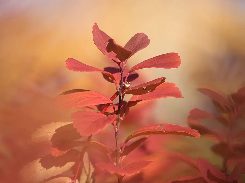 Klicka för att förstora
