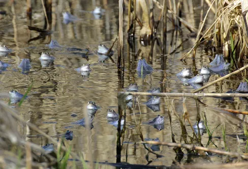 Forskare vill ha hjälp – spana efter grodor, ödlor och ormar under vårpromenaden