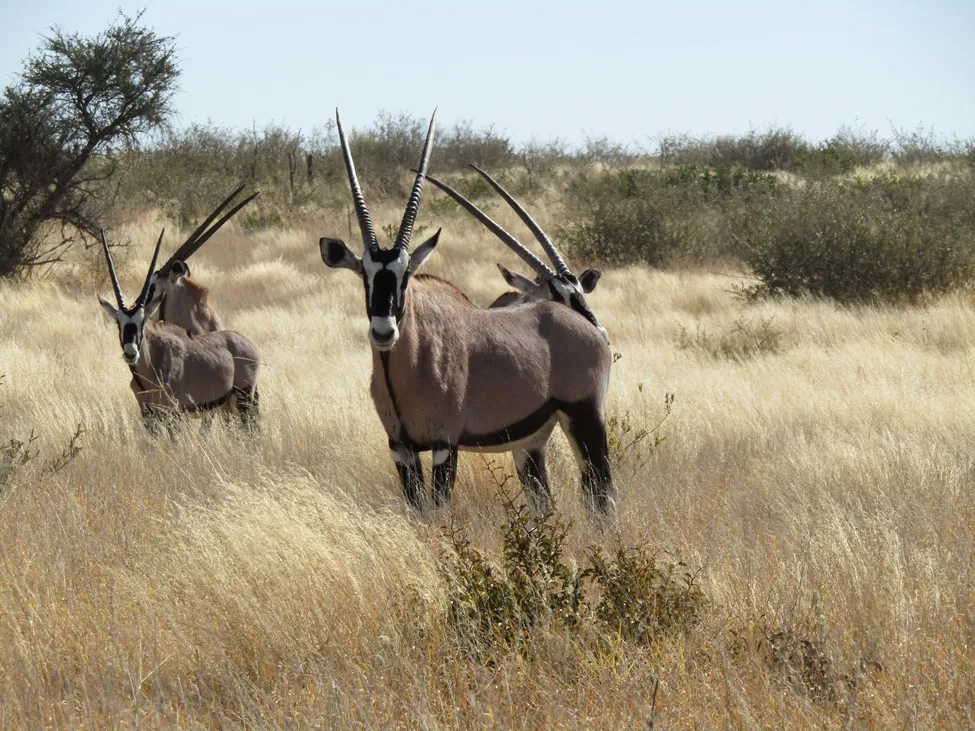 Klicka för att förstora