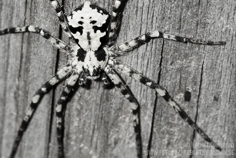 Klicka för att förstora