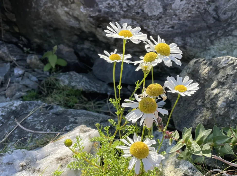 Klicka för att förstora