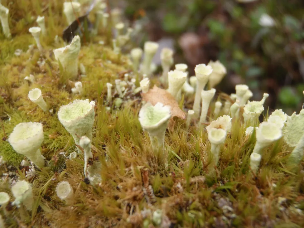 Klicka för att förstora