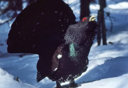 Möten och omöten med tjäder