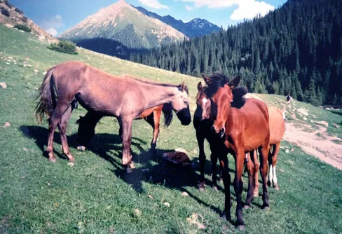 Kirgizistan - i de himmelska bergen