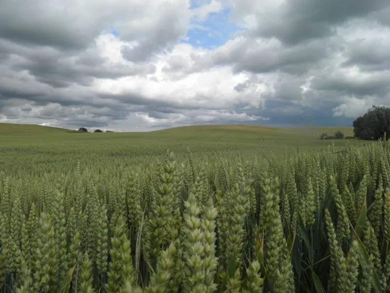 Klicka för att förstora