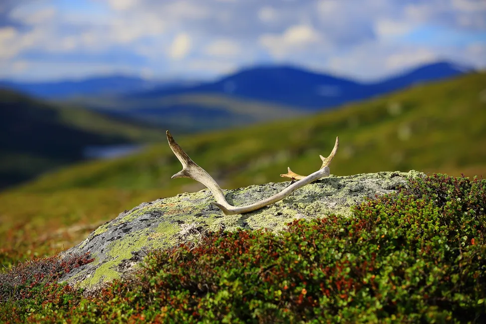 Klicka för att förstora
