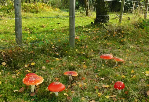 Tankar om hösten och ett stort litet äventyr