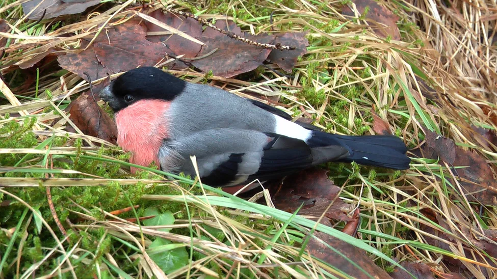 Klicka för att förstora