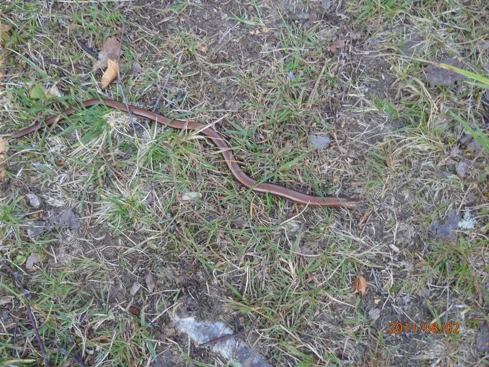 Klicka för att förstora