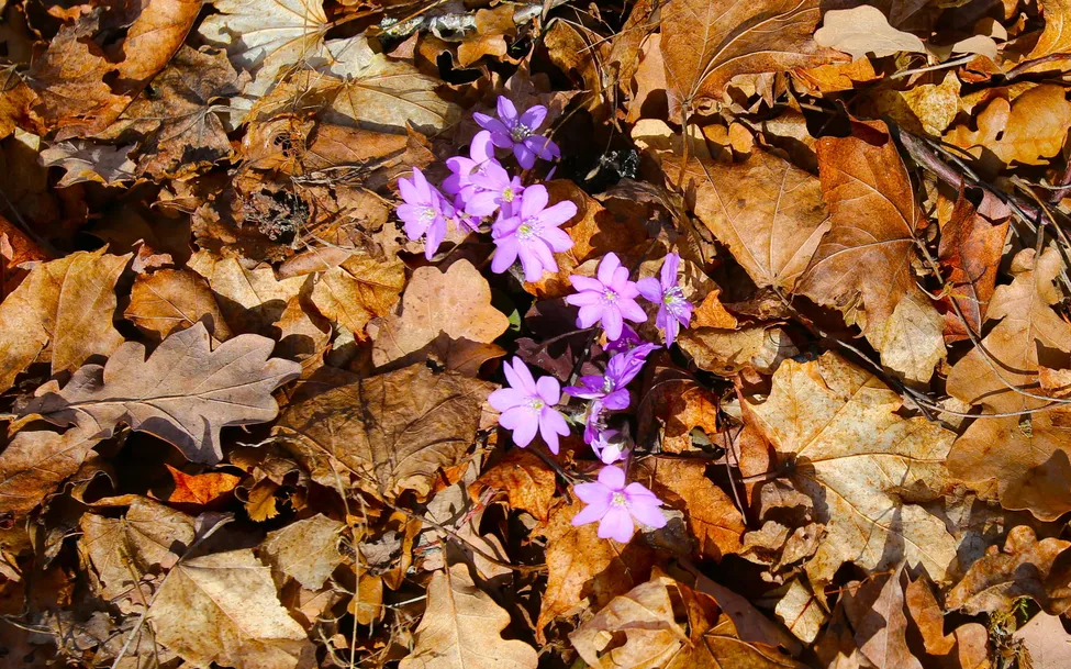 Klicka för att förstora